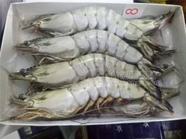 冰冻黑虎虾