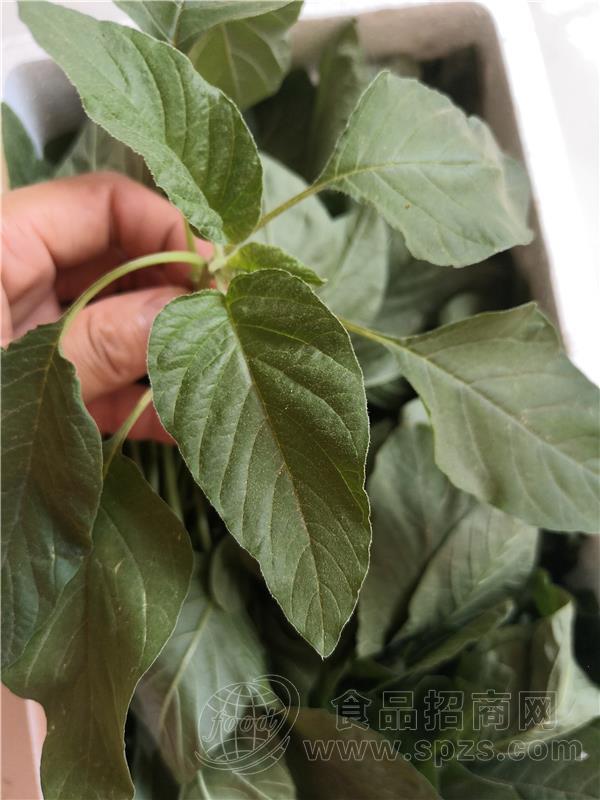 菜老蔫 新鲜野苋菜 光苋菜
