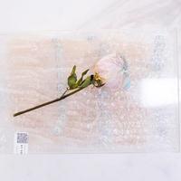 白燕盏 白燕窝 进口食品