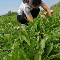 新鲜蒲公英