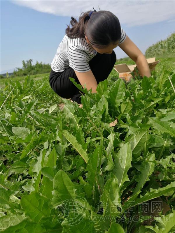 新鲜蒲公英