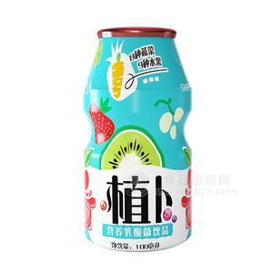 植卜 營(yíng)養(yǎng)乳酸菌飲品 乳飲料100ml