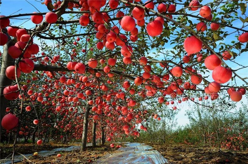 正宗洛川紅富士蘋(píng)果送貨上門(mén)