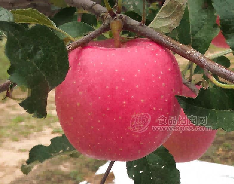 正宗洛川红富士零售团购批发