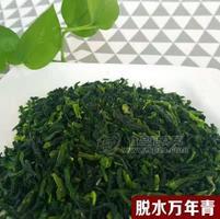 菜老蔫脫水萬(wàn)年青廠家直銷(xiāo)，切碎泡發(fā)率4到5倍