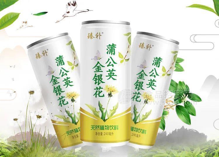 臻補 蒲公英金銀花飲料 天然植物飲料 240ml 禮盒 飲品 (3)