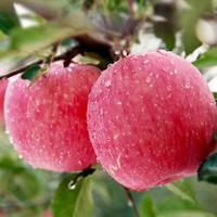 陕西洛川红富士苹果新鲜爽脆可口水分足
