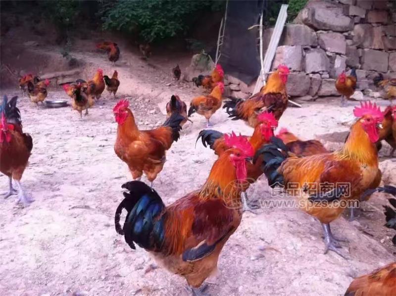 青脚麻鸡苗批发，大种青脚麻鸡苗价格，铁脚麻鸡苗供应