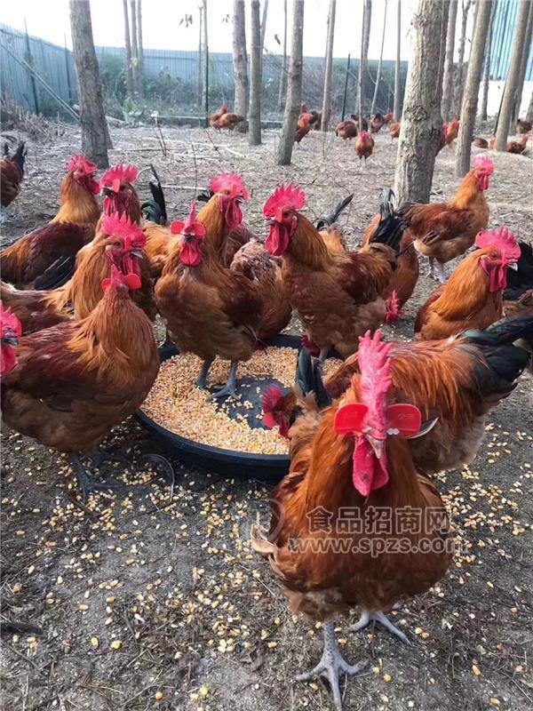 麻羽乌骨鸡苗，快大型麻乌鸡苗批发，乌骨鸡苗