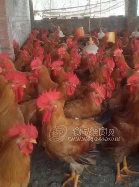 良凤花鸡苗，良凤花鸡苗批发