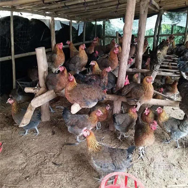 一月龄脱温瑶鸡苗 出壳瑶鸡苗批发 提供养殖技术学习