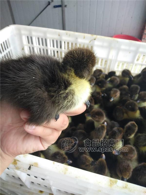 常年供应大种鸭苗 大种黑番鸭苗
