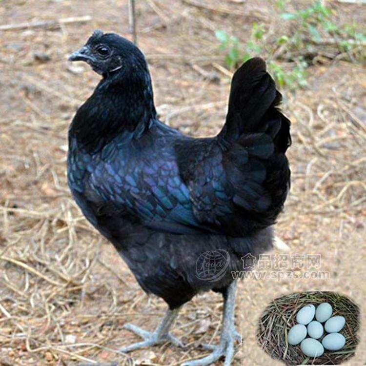 五黑一绿鸡苗 脱温鸡苗疫苗做齐好饲养