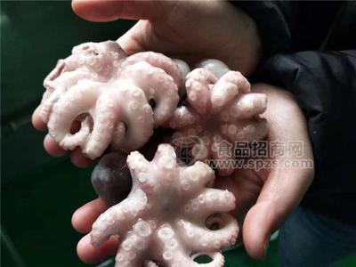 批发短腿八爪鱼 漂烫小章鱼_八爪鱼供货厂家进货批发_周伟章鱼加工厂