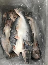 北海魷魚、巴沙魚