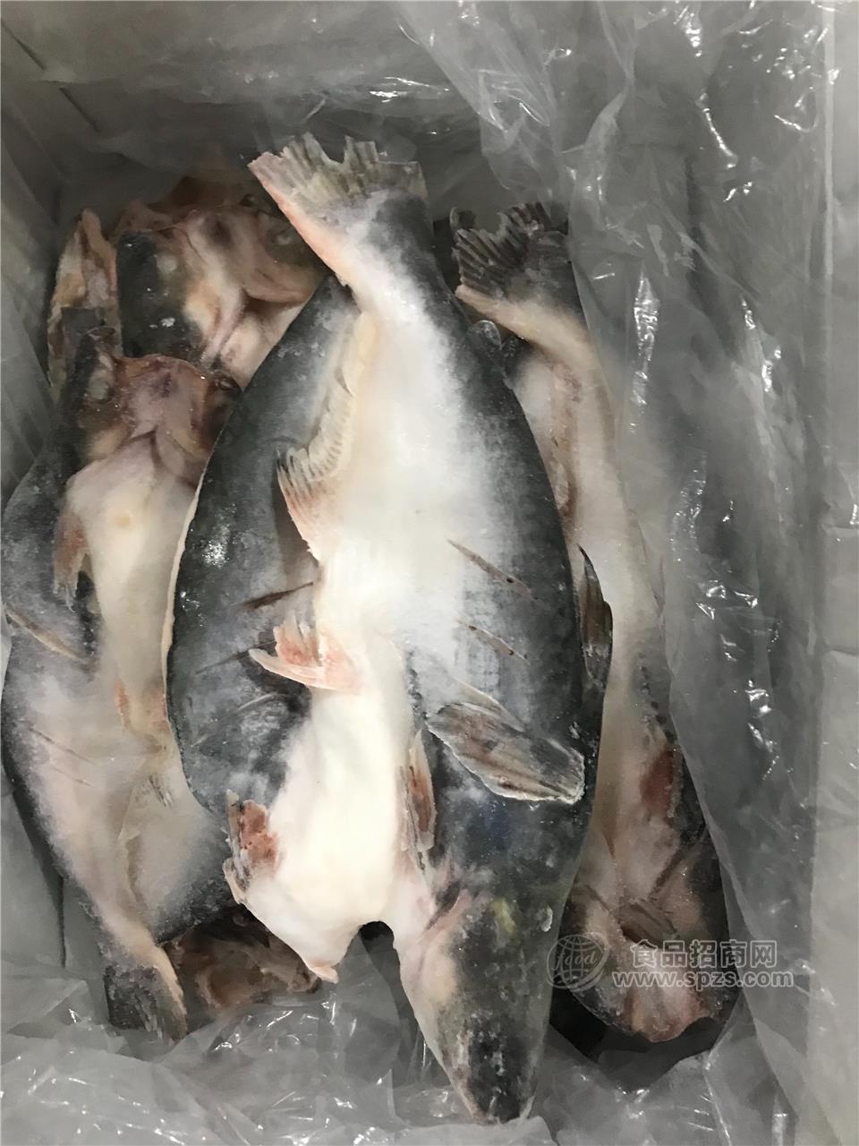 北海魷魚、巴沙魚