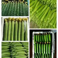 寿光祥佳大量出售精品螺丝椒、长茄、丝瓜