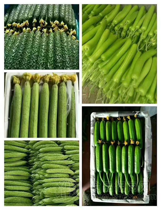 寿光祥佳大量出售精品螺丝椒、长茄、丝瓜