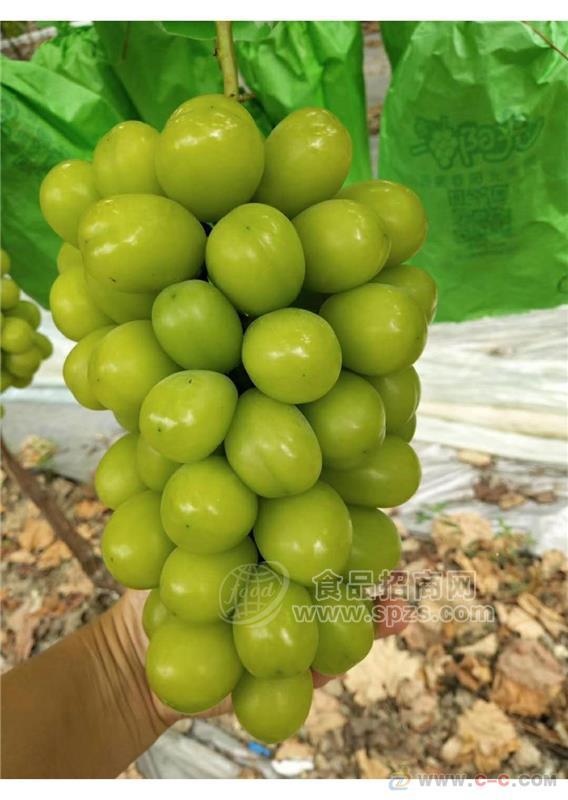 陕西阳光玫瑰葡萄价格，晴王葡萄产地批发