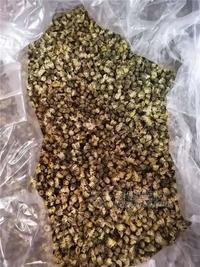 北京胎菊花厂家批发小胎菊花茶产地供应干菊花茶 胎菊工厂
