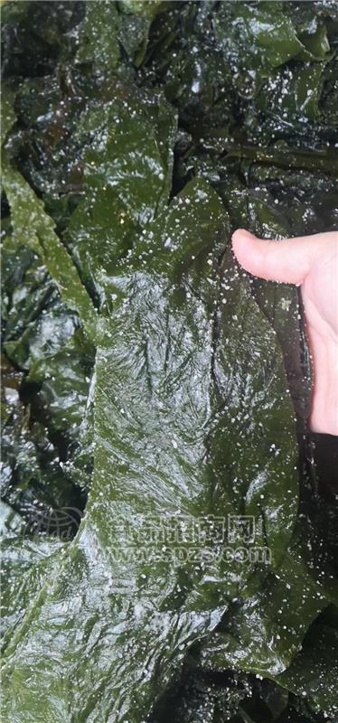 盐渍海带、干海带等海带原材料