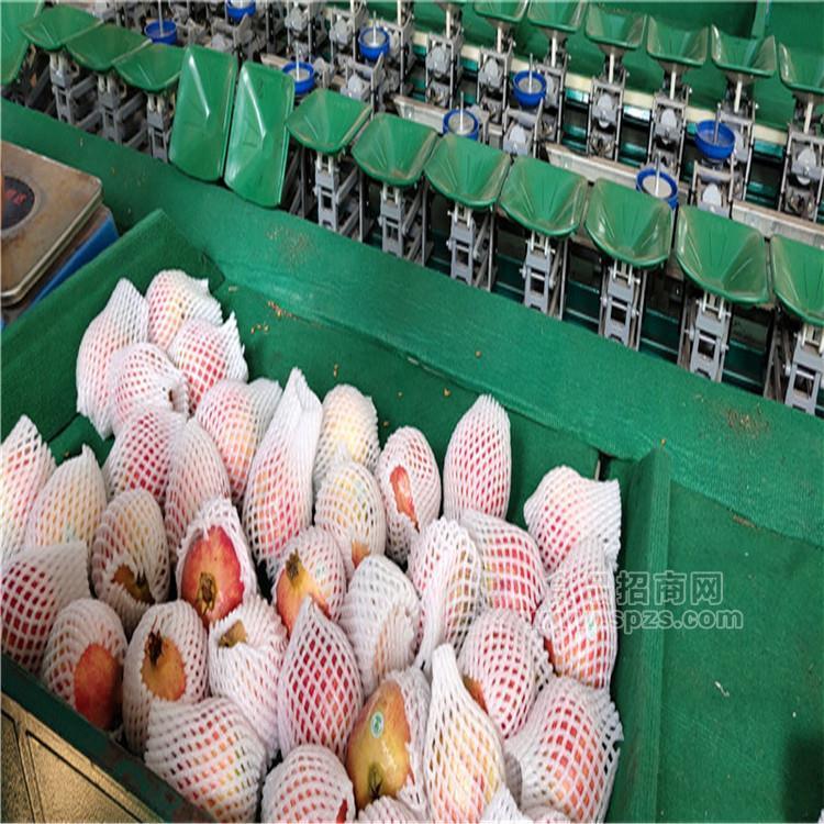 蒙自突尼斯软籽石榴选果机  重量分级机