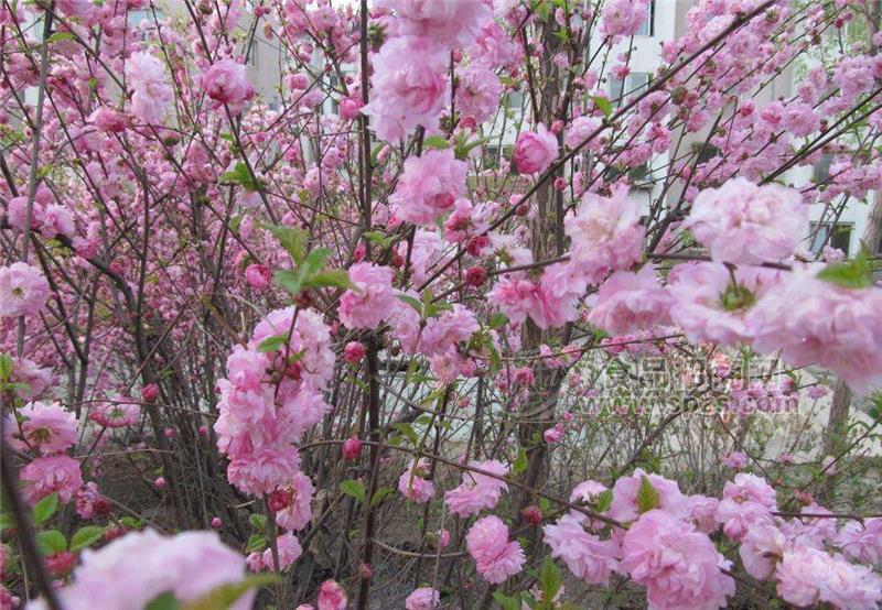 供應(yīng)油桃苗與桃花苗與廣西桃花樹簡介