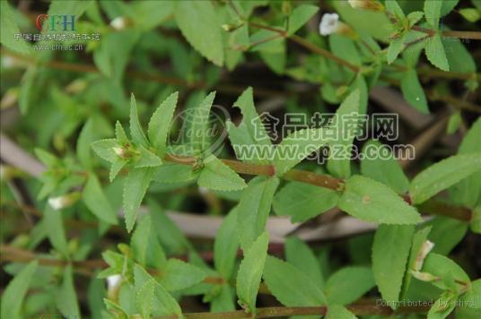 紫苏香精，盐焗鸡香精，普洱茶香精