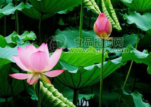 天然荷花香精，薰衣草香珠香精，玫瑰香珠香精