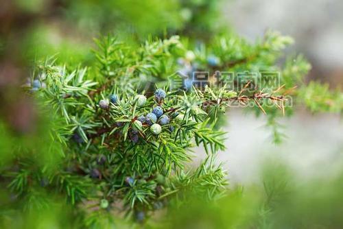 威士忌香精，黑朗姆香精，杜松子香精