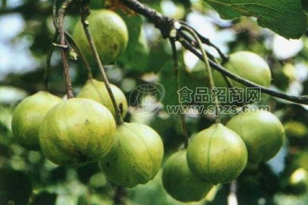 供应广西油桐苗和桐油苗品种介绍