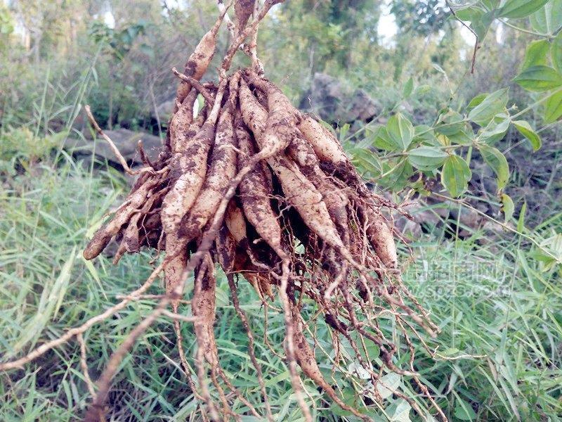 供應廣西天冬苗與三叉虎苗與山豆根苗簡介