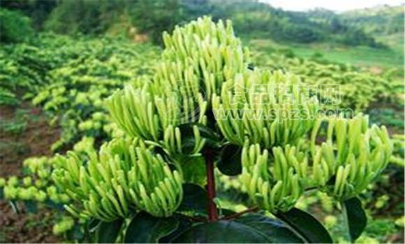 供應(yīng)廣西茉莉花苗與夾竹桃苗 金銀花苗與米蘭花苗特產(chǎn)專(zhuān)題
