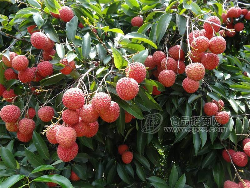 供應廣西龍眼樹和荔枝樹和芒果樹和菠蘿樹示范基地