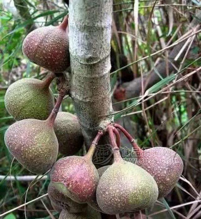 供應(yīng)鴉膽子苗和白花牛奶苗基地 廣西崗梅苗與牛大力苗廠家