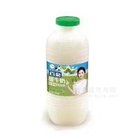 百泉甜牛奶抹茶味乳飲料瓶裝450ml