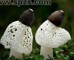 竹荪学校配送