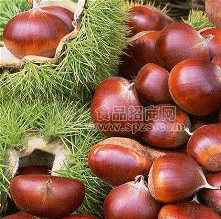 供应广西玉林板栗苗和枇杷苗基地