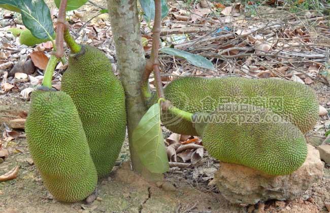 供應(yīng)廣西北流木菠蘿苗和菠蘿蜜苗介紹