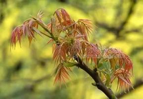 供應廣西香椿苗與香椿芽苗特產專題