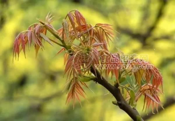 供應廣西香椿苗與香椿芽苗特產(chǎn)專題