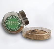 蝙蝠蛾被毛孢菌絲體粉（發(fā)酵冬蟲(chóng)夏草菌絲體粉）