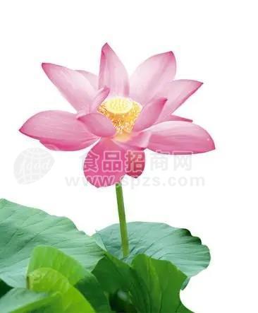 天然荷花香精，薰衣草香珠香精，玫瑰香珠香精，草本香精