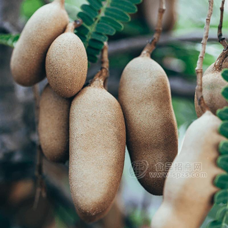 罗望子浓缩汁（Tamarind Concentrated Ju）