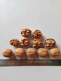 新二核桃水洗果  新疆薄壳核桃  原味干果无添加 出仁率高 可商检出口