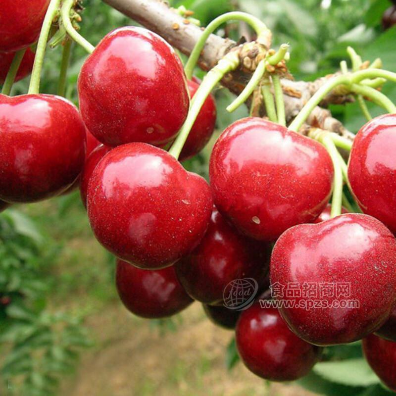 蜜露大櫻桃_蜜泉大櫻桃_煙臺(tái)蜜露櫻桃苗種植栽培基地園區(qū)