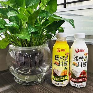 益城楊枝甘露荔枝甘露風(fēng)味飲料550ml