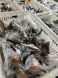 粽子/八寶粽子蜜棗粽豆沙粽等素粽子，肉粽，可訂制，代工，真空包裝