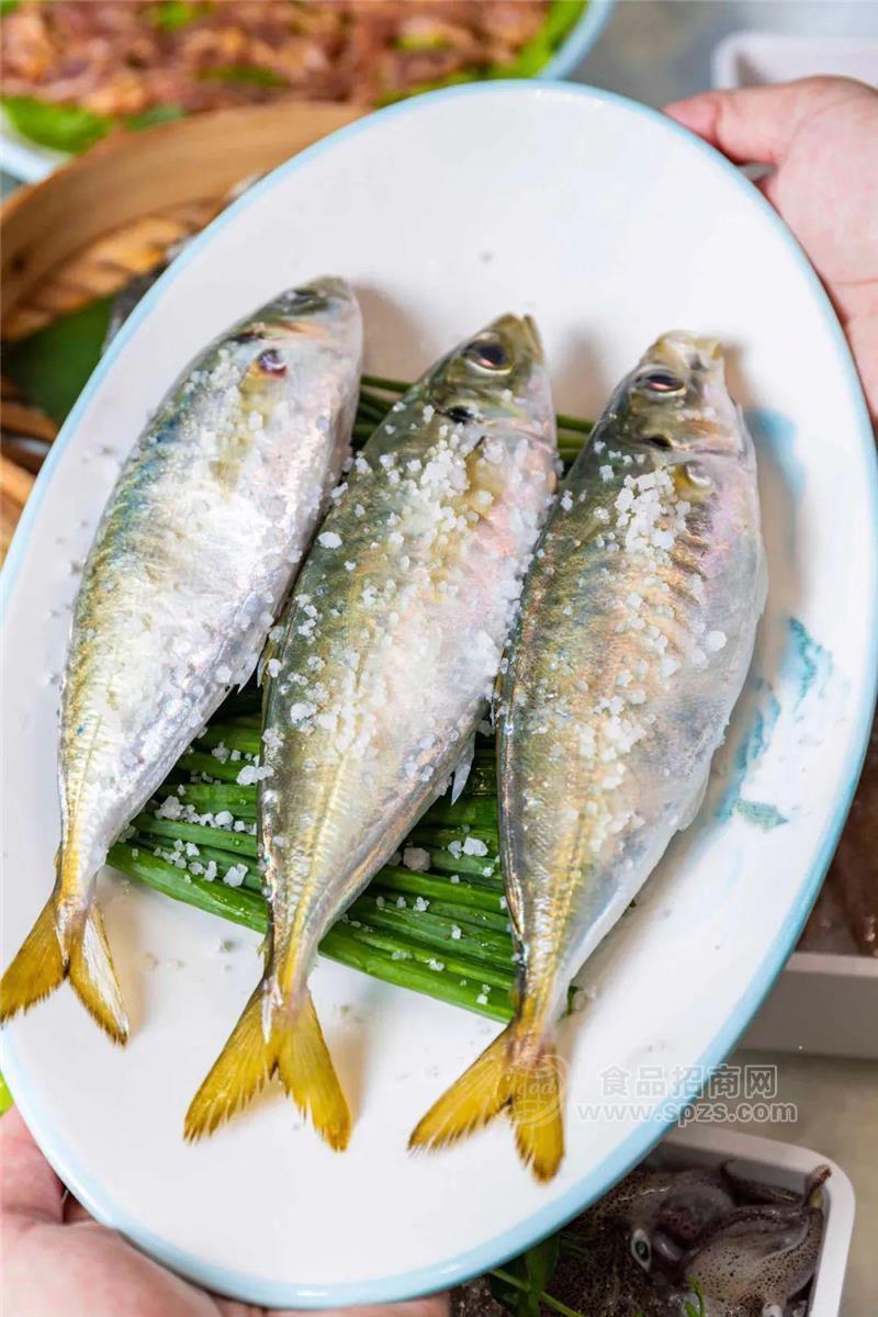 東山島新鮮冷凍巴浪魚兩廣飯食材鮮活冷凍海鮮水產(chǎn)批發(fā)