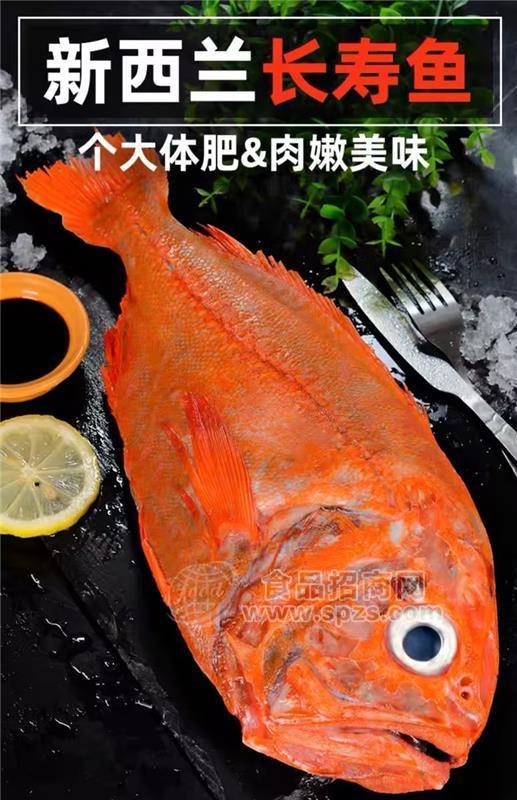 新西蘭長壽魚石斑魚